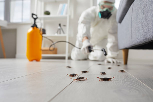 Commercial Kitchen Cockroach Control in Egypt Lake-Leto